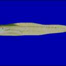 Image of Limp eelpout
