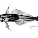 Image of Longfin icedevil
