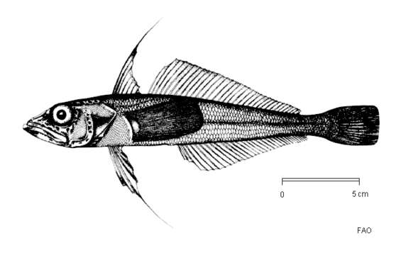 Plancia ëd Aethotaxis