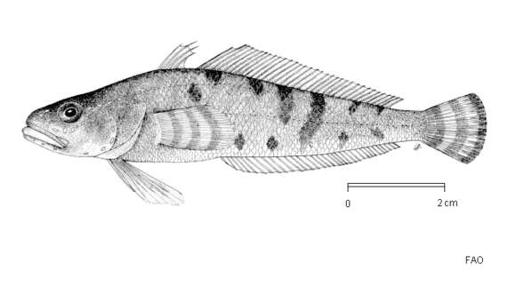 Imagem de Trematomus peninsulae (Daniels 1981)