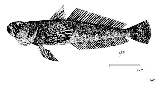 Gobionotothen acuta (Günther 1880)的圖片