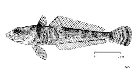 صورة Gobionotothen marionensis (Günther 1880)