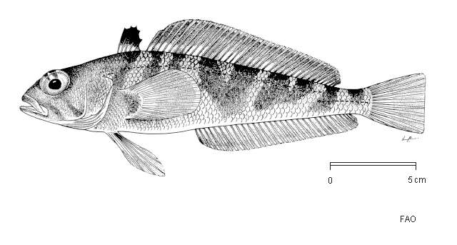 Lepidonotothen squamifrons (Günther 1880)的圖片