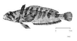 Image of Grey rockcod