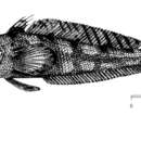 Sivun Lindbergichthys mizops (Günther 1880) kuva
