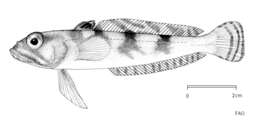 Image of Lindbergichthys