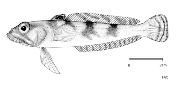 Image of Lindbergichthys