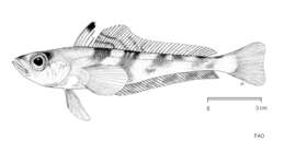 Image of Nototheniops