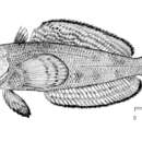 Image of Bandtail notothen