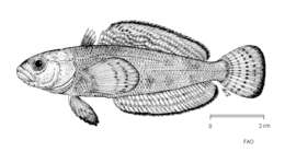 Image of Bandtail notothen