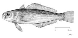 Image of Maori cod