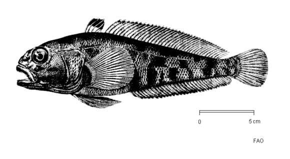 Image of Emerald rockcod