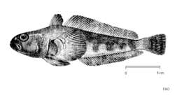 Image of Striped notothen
