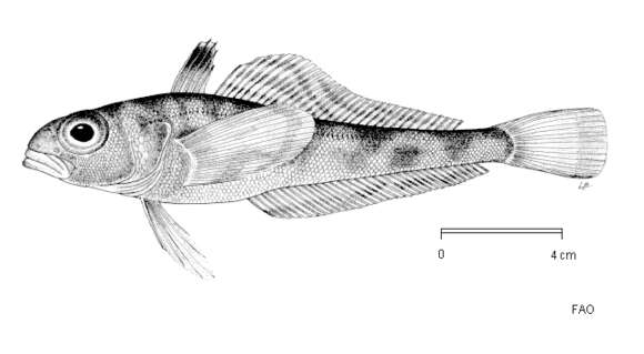 Plancia ëd Trematomus loennbergii Regan 1913