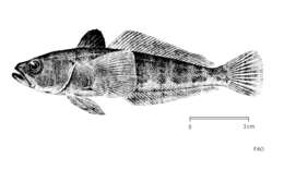 Image of Dusky notothen