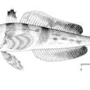 Image of Blackfin notothen