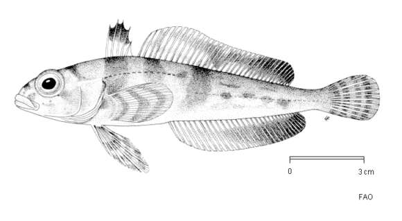 Image of Blackfin notothen