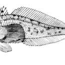 Image of Bigeye notothen