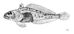 Image of Bigeye notothen