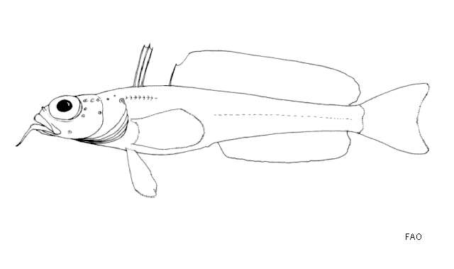 Image of barbeled plunderfishes