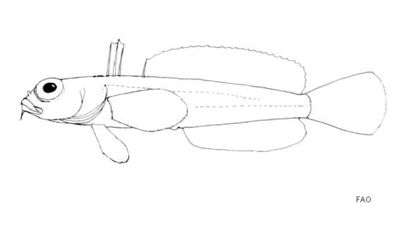 Слика од Neodraco skottsbergi