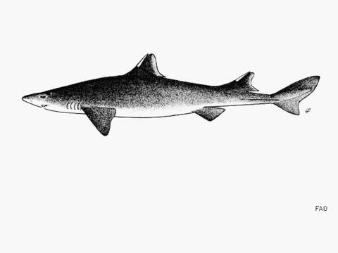 Image of Roughskin Dogfish