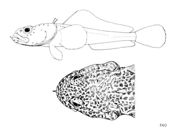 Image of Stubbeard plunderfish