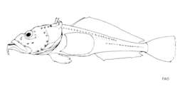 Image of Spotless plunderfish