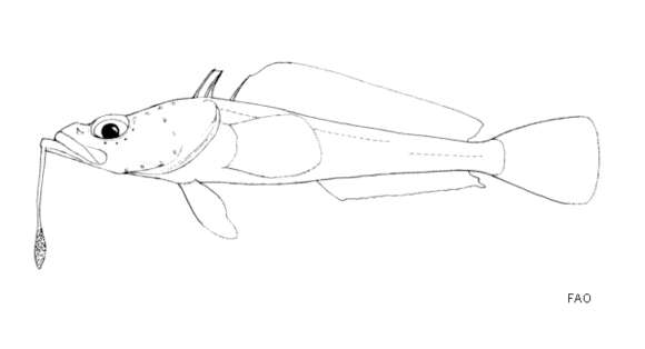 Image of Marbled plunderfish