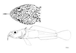 Image of Finespotted plunderfish
