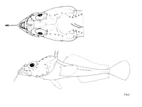 Image of Saddleback plunderfish