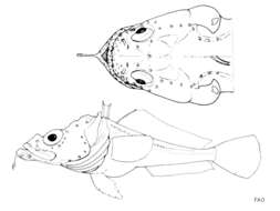 Image of Saddleback plunderfish