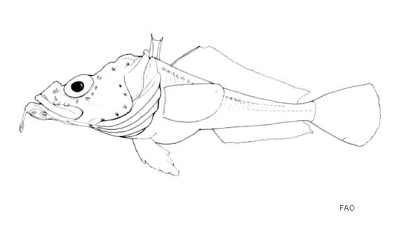 Image of Saddleback plunderfish