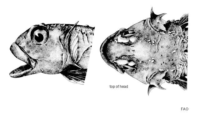 Image of Antarctic spiny plunderfish