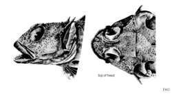 Image of plunderfishes