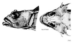 Image of Deep-water spiny plunderfish