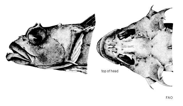 Image of Deep-water spiny plunderfish