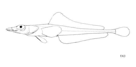 Слика од Bathydraco joannae De Witt 1985