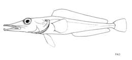 Image of Mawson&#39;s dragonfish