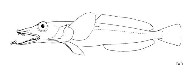 Image of Ploughfish