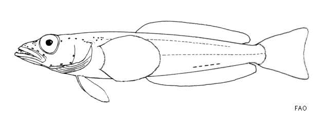 Image of Psilodraco breviceps Norman 1937