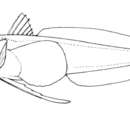 Plancia ëd Chionobathyscus dewitti Andriashev & Neyelov 1978