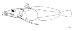 Image of Chionobathyscus