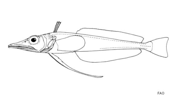 Image of Long-fingered icefish