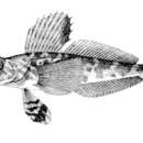 Image of Pagetopsis maculatus Barsukov & Permitin 1958