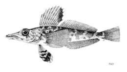 Image of Pagetopsis maculata Barsukov & Permitin 1958