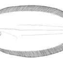 Image of Finless flounder