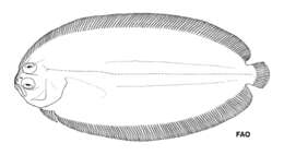 Image of Finless flounder
