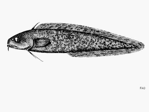 Muraenolepis resmi