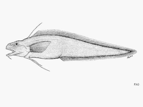 Image of Notomuraenobathys
